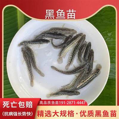黑鱼苗特大生鱼苗淡水养殖乌鱼苗财鱼苗冷水放流凶猛小鱼苗活鱼批