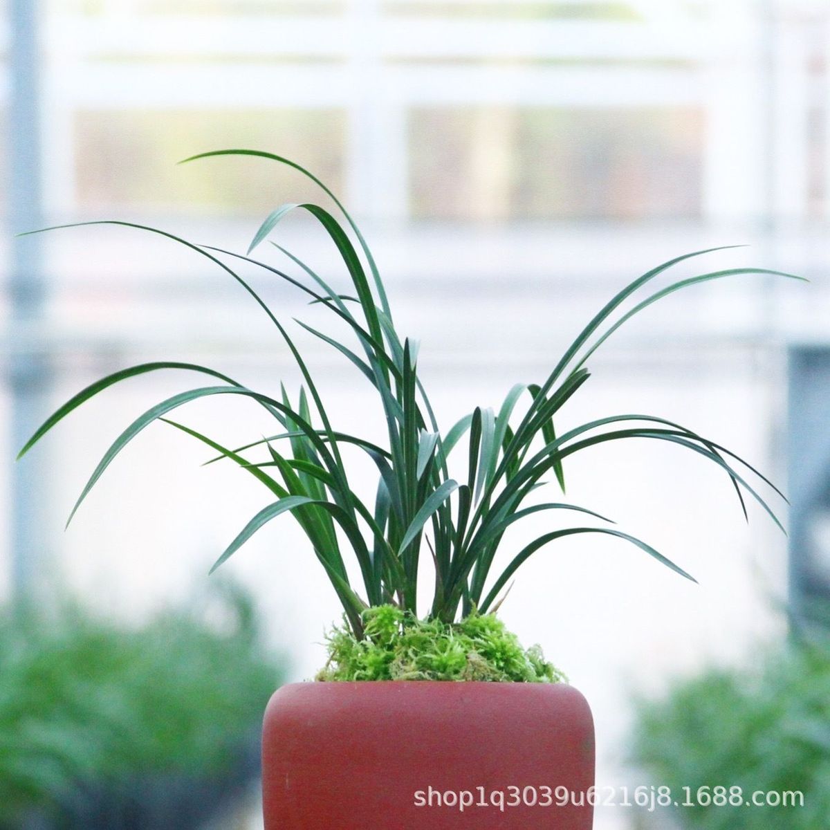 浙江老种春兰浓香宋梅兰花苗老八种集圆室内办公室阳台绿植批发