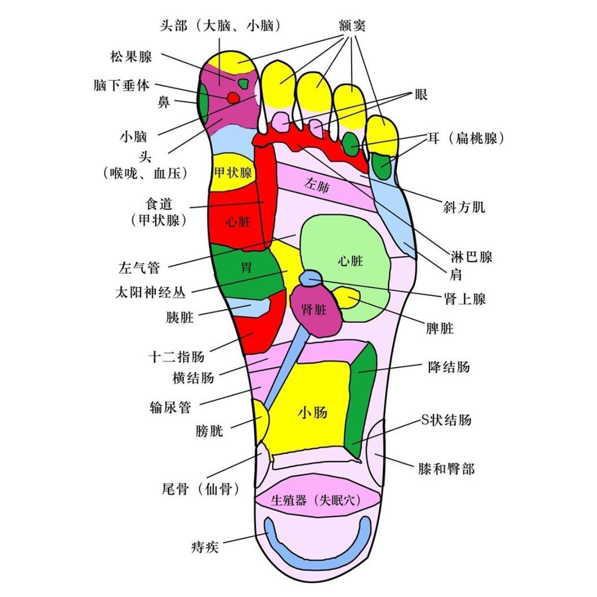 头部（大脑、小脑）海报展板右脚额头保健按摩中药泡脚挂图装饰画