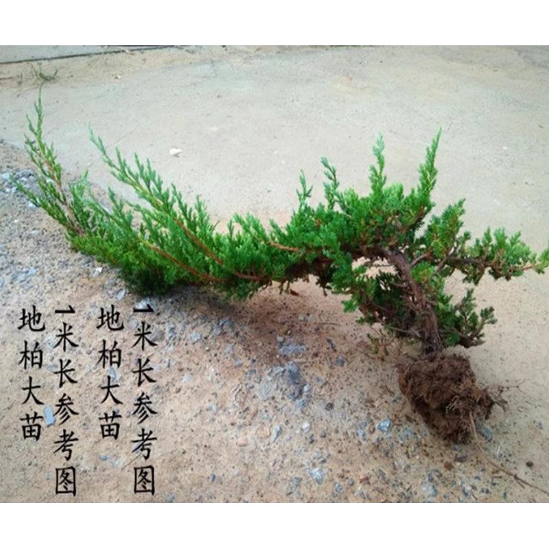 盆栽迎客松造型地柏造景室内外长青名贵办公桌黄山罗汉松景观真树