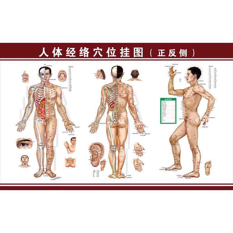人体穴位图大挂图中医养生男性十二经络穴位女性针灸学位海报展板