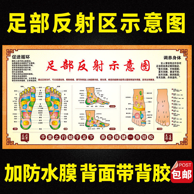 足底按摩穴位图足部反射区大挂图人体足部经络穴位图挂图宣传挂画