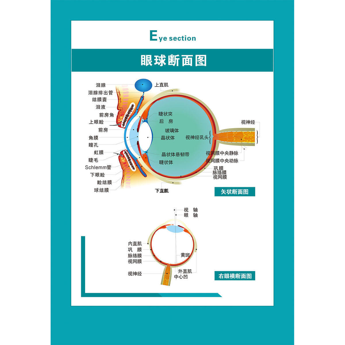 眼睛结构图眼球解剖图剖面图眼科海报挂图展板墙贴宣传画图片