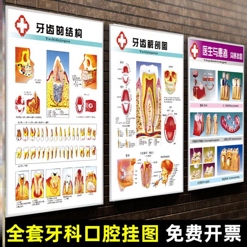 宣传墙海报解剖门诊贴挂诊所画口腔医院知识牙科结构牙齿装饰挂图