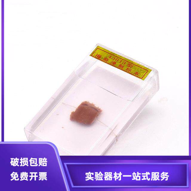 海葵浸制标本43013中小学生物教学标本实验器材 教学仪器