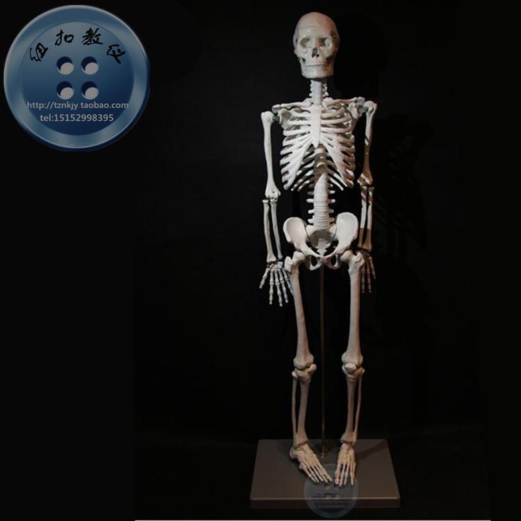 人体骨骼模型成人女性 85cm(全身、带支架)J3302 生物实验仪器