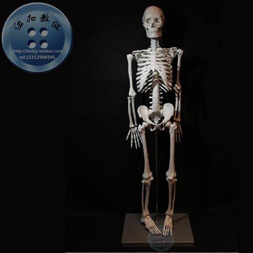 人体骨骼模型成人女性 85cm（全身、带支架）J3302 生物实验仪器