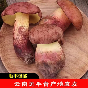 云南野生菌王国特产红葱白葱见手青牛肝菌新鲜野生菌500g顺丰包邮