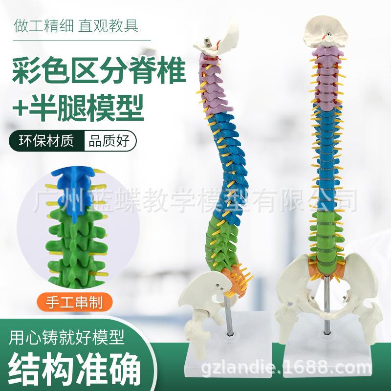 45CM彩色人体脊椎模型脊椎带骨盆+股骨人体脊柱模型立式脊柱