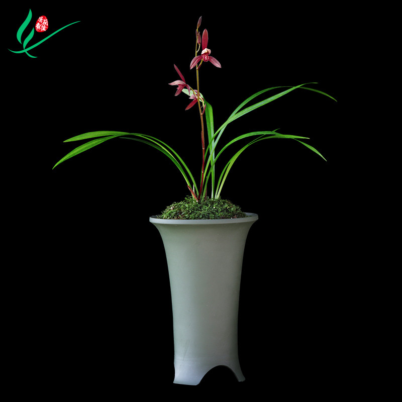 建兰四季兰花暮山紫浓香花卉盆景B盆栽土绿植兰带草植物花苞名贵