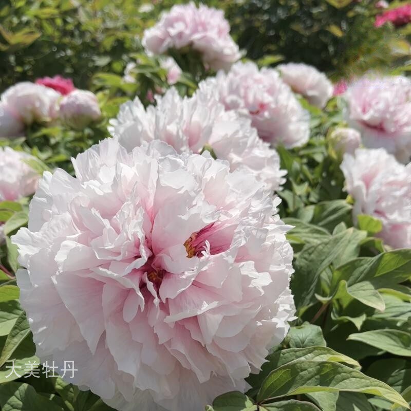 粉牡丹【b桃花粉】丰花品种 露台花园庭院 盆栽地栽小灌木木本花