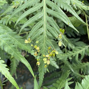 花与花器 胎生狗脊蕨 耐寒常绿耐阴庭院植物O大型蕨类耐阴生绿植