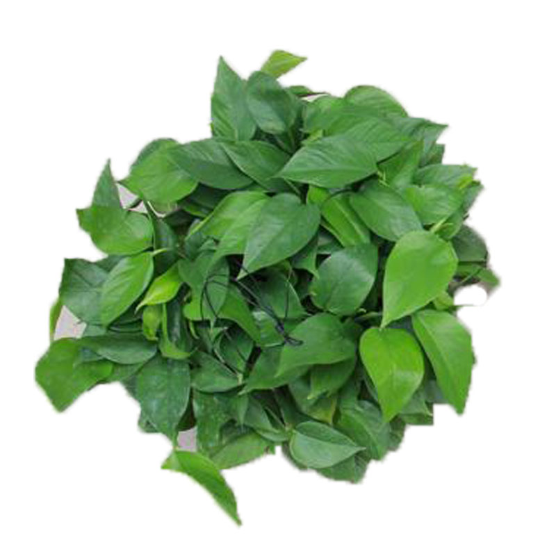 大盆绿萝盆栽大叶k绿萝长藤吊兰垂吊植物盆栽大盆客厅办公室吸甲