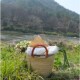 雨花石杂货 非洲加纳象草手工编织篮沙滩篮L买菜篮野餐篮5.15更新