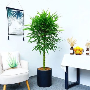 佛肚竹盆栽竹子罗汉o竹黄金竹盆景室内外阳台大型植物净化空气绿