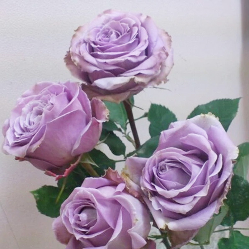 大花蓝紫色月季花苗蓝色物语浓香庭院四季玫瑰花T卉绿植物阳台盆