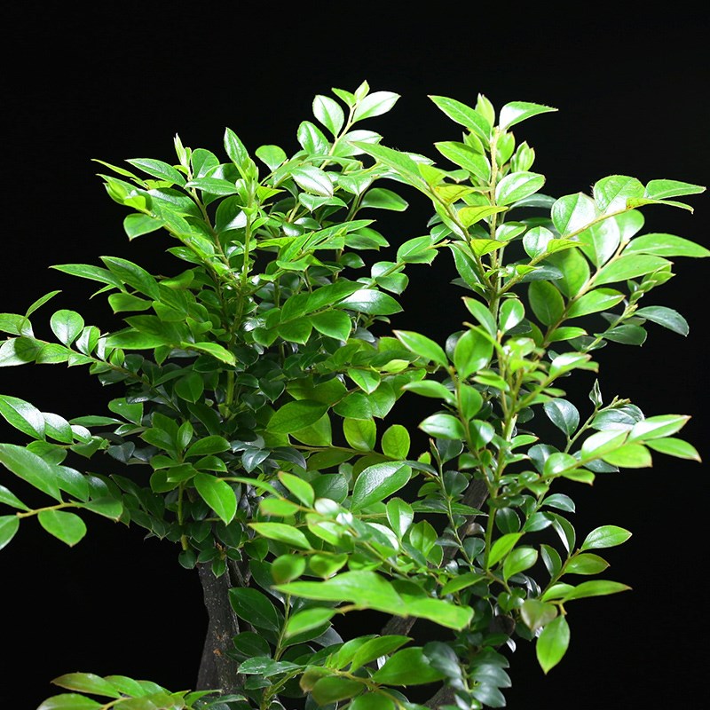 小叶紫檀老桩群生o盆栽室内桌面好养微景观造型盆景