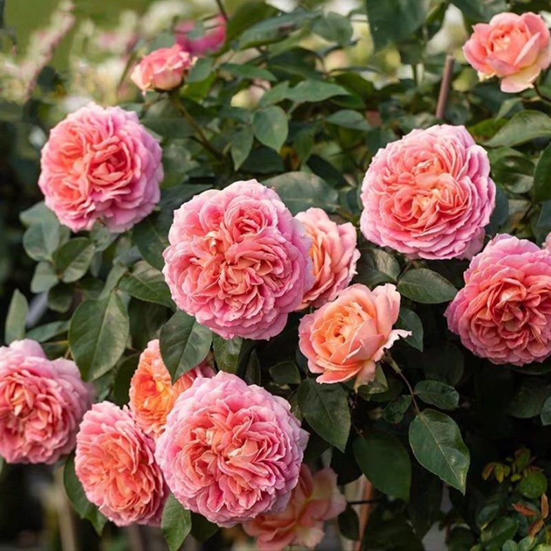 【亚伯拉罕】 大花浓香多花重瓣 藤本月季花苗P 阳台庭院绿植盆栽,鲜花速递/花卉仿真/绿植园艺,月季/蔷薇/玫瑰,淘宝优惠券,粉丝福利购,淘宝优惠卷