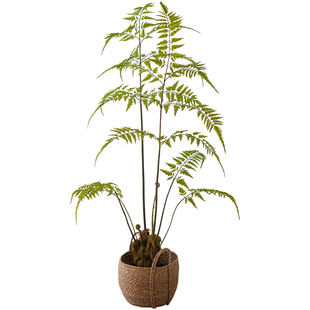 大型仿真蕨类绿植金毛狗蕨猴x头蕨仿生植物茶室落地客厅摆件侘寂