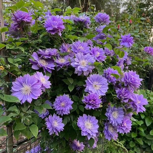 【円空】1.5加仑铁线莲阳台庭院地载盆栽爬藤花U卉植物四季开花