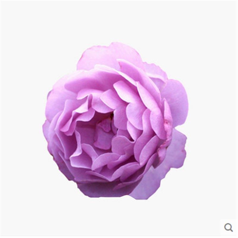 藤本月季玫瑰h蔷薇花苗薰衣草花环大花浓香庭院爬藤四季开花植物,鲜花速递/花卉仿真/绿植园艺,月季/蔷薇/玫瑰,淘宝优惠券,粉丝福利购,淘宝优惠卷