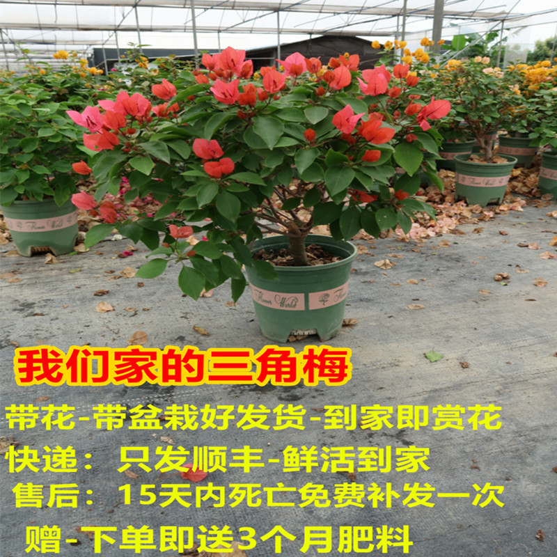 三角梅盆栽带花绿樱m勤花爬藤花卉阳台庭院耐热漳红樱老桩重瓣大