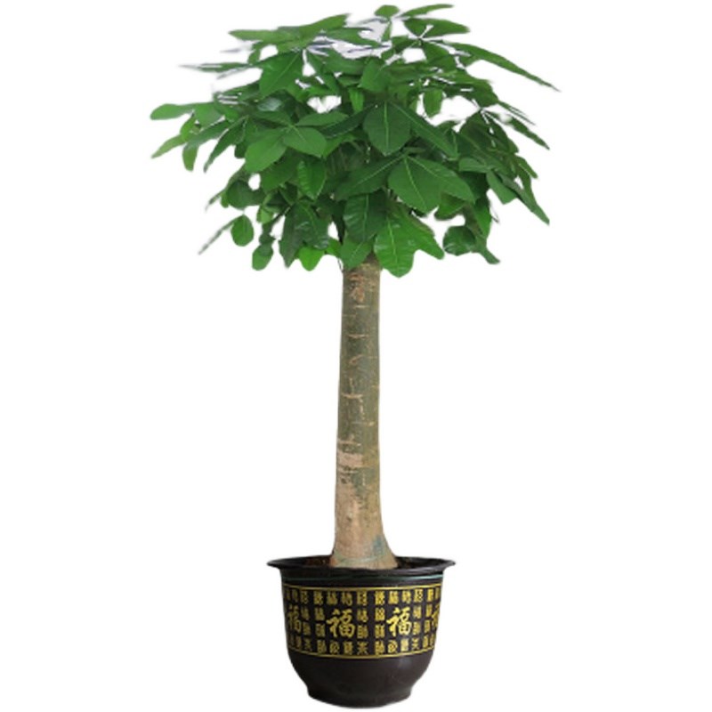 大发财树大棵客厅盆栽绿植室内大型植物办公室内吸X甲醛净化空气