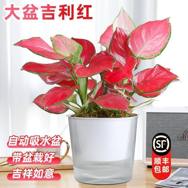 吉利红如意皇后竹芋盆栽室内耐荫四季好养绿植桌面水培植物万年青