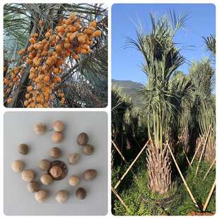 布迪椰子种子热带椰子种子冻子椰子种子四季观果林木种籽弓葵种子