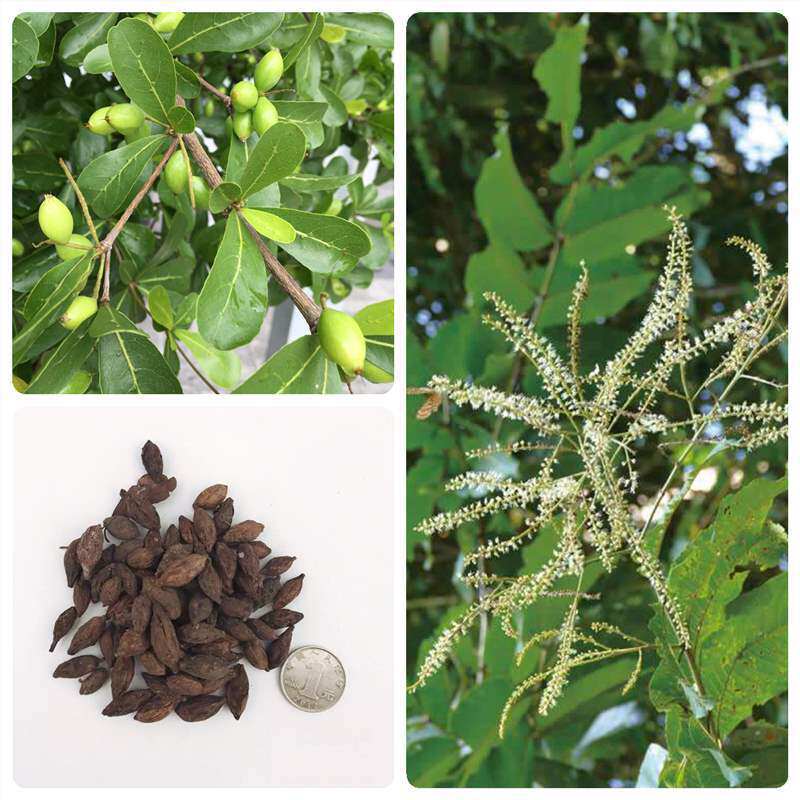 新采非洲小叶榄仁种子行道树