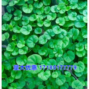 常青耐高温绿化 马蹄金种子草籽草坪种子小金钱草铜钱草种子四季