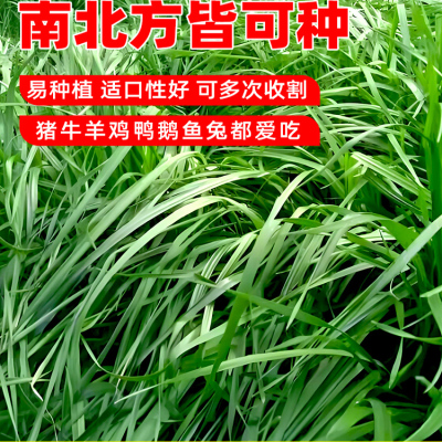 黑麦草子种种籽四季种植牧草耐寒高产喂猪牛羊鸡鹅鱼草牧草种子孑