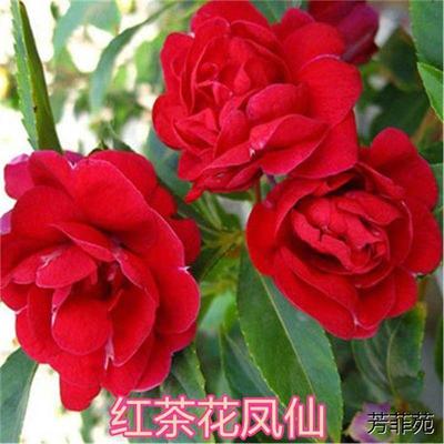 重瓣大花凤仙种子指甲籽阳