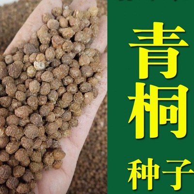 青桐法桐梧桐种子绿化