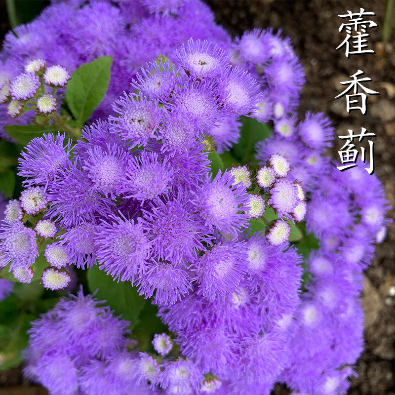 藿香蓟花种子四季播种开花易活盆栽景观庭院地被植物蓝花冠花籽孑