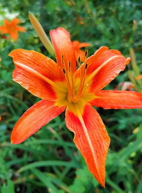 大花萱草种子多年生盆栽花种籽子宿根金娃娃萱草籽黄花萱草花种子