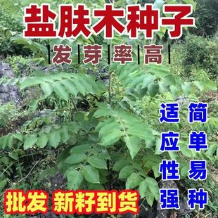 盐肤木种子护坡灌木种子蜜源树种子五倍子种子花木林木苗木种子