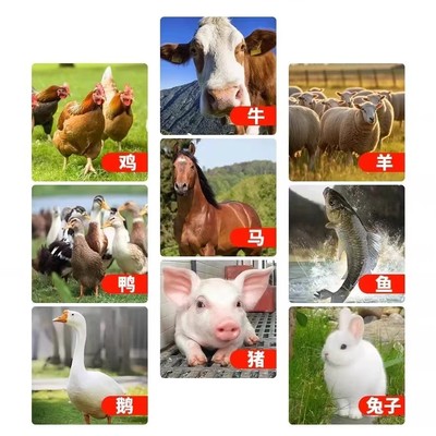 紫花苜蓿多年生四季牧草种子