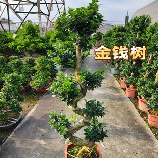 金钱榕盆c栽绿植花卉大8字老桩造型s弯摇钱树植物小叶人参榕树盆