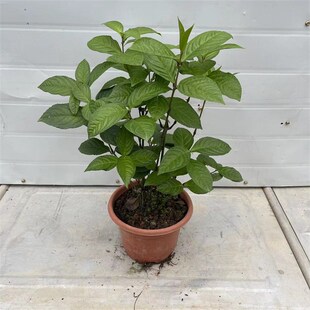 白珠兰花 四季开花金粟兰阳台室内盆栽珠J兰花 白珠兰 鱼子兰花苗