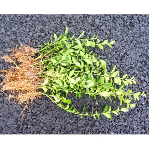 小叶扶芳藤1e00株1捆四季常青绿植 庭院阳台小区绿化攀爬藤蔓植物