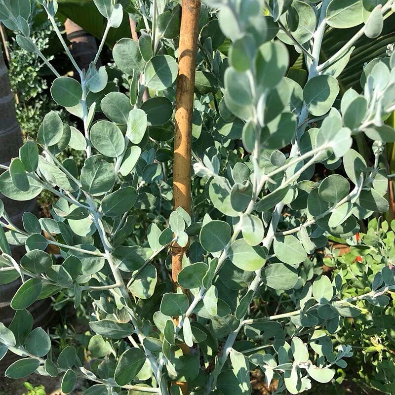 银叶金合欢盆栽叶子色泽s形似尤加利室内外庭院北欧风家居大型绿