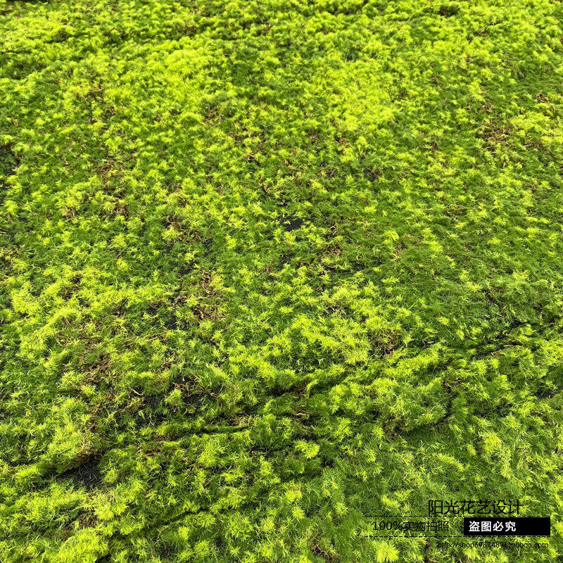 仿真青苔人造草坪草皮室内盆景造景石长草假苔藓植物墙Z装饰微景