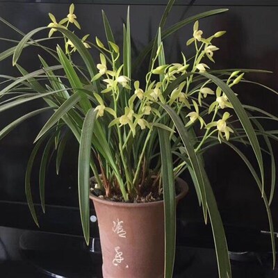 带花苞 !浓香正宗素心q银边大贡 古时贡品香味霸道清冽 四季兰花