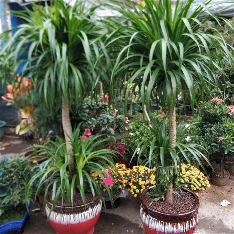 赤峰市红山区元宝山区松r山区同城花店金钱发财树乔迁开业绿植盆