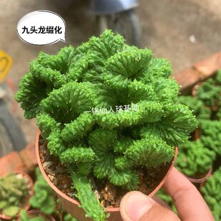 九头龙缀化 稀有大戟科开花仙z人球多肉植物冷门科室内阳台防辐射