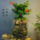 微景缸苔藓养鱼龟水陆缸赤楠缸四季 常青办公室客厅盆栽.桌面水族
