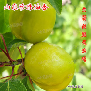 北方水果珍珠油杏小白杏甜杏子