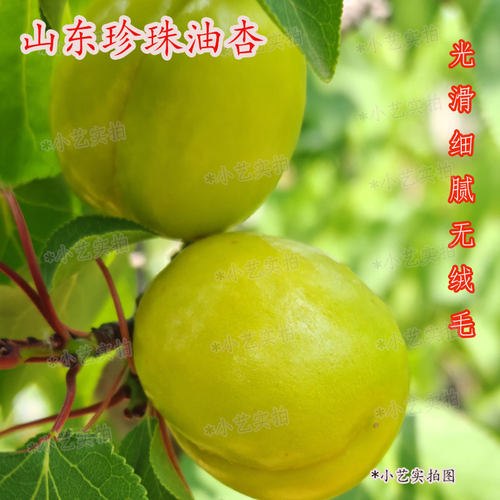 北方水果珍珠油杏小白杏甜杏子