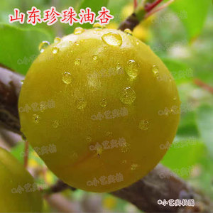 山东珍珠油杏应季水果现摘新鲜水果香杏酸甜可口香甜杏子甜杏特产